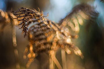 Forêt des Landes de Gascogne, en automne