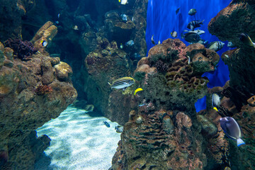 Dive into a World of Aquatic Beauty: Aquarium Life