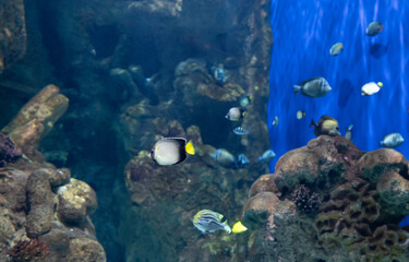 Dive into a World of Aquatic Beauty: Aquarium Life