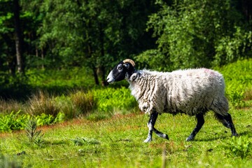 Fototapeta premium Sheeps in North York Moors National Park, Yorkshire, England