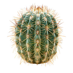 A vibrant green cactus showcasing intricate spines and a round shape, perfect for nature and botanical themes.