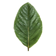 Obraz premium A vibrant guava green leaf showcasing its detailed veins and texture, perfect for nature-themed projects and eco-friendly designs.