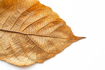 Obraz premium A close-up of a dried autumn leaf with intricate details, isolated on a white background.