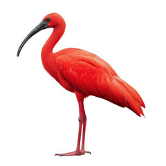 Obraz premium Scarlet Ibis Standing Gracefully Against White Background