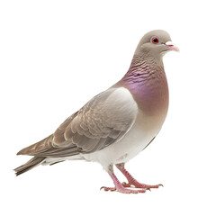 Obraz premium White Tipped Dove Standing Isolated Against a White Background