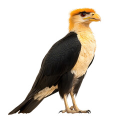 Obraz premium Yellow Headed Caracara Standing Elegantly on a White Background