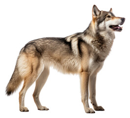 Obraz premium PNG Wolf standing mammal animal.