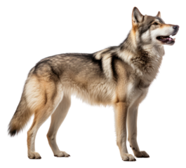 PNG Wolf standing mammal animal.
