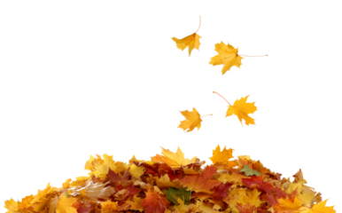 Pile of autumn maple colored leaves cut out