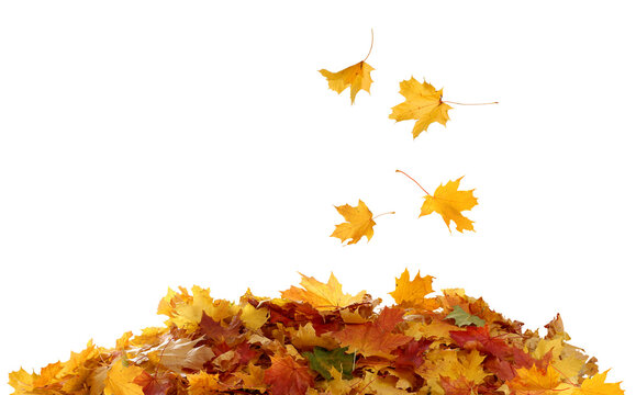 Pile of autumn maple colored leaves cut out