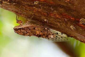 Chicharra cantando sobre la rama de un arbol. 