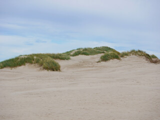 Rabjerg Mile - moving migrating coastal dune near Skagen, Denmark. Grass growing on sand dune - Ammophila Arenaria