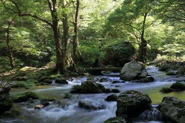 小田深山渓谷　渓谷美 夏　(愛媛県）