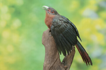 A young chestnut-breasted malkoha hunts for small insects on a rotting tree trunk. This beautifully colored bird has the scientific name Phaenicophaeus curvirostris.
