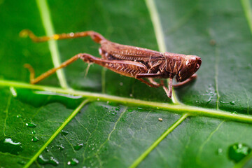 A blacksmith on a green leaf of a plant with drops of water under a microscope. Macro