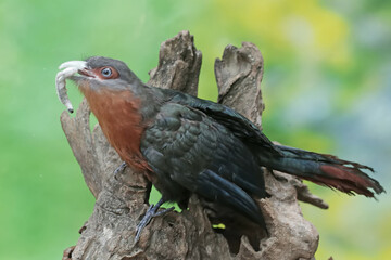 A young chestnut-breasted malkoha is preying on a caterpillar. This beautifully colored bird has the scientific name Phaenicophaeus curvirostris.