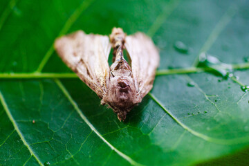 A moth is a butterfly under a microscope