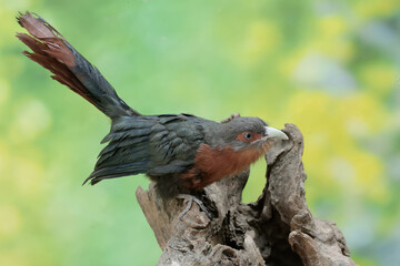 A young chestnut-breasted malkoha hunts for small insects on a rotting tree trunk. This beautifully colored bird has the scientific name Phaenicophaeus curvirostris.