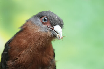 A young chestnut-breasted malkoha is preying on a cricket. This beautifully colored bird has the scientific name Phaenicophaeus curvirostris.