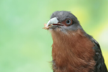 A young chestnut-breasted malkoha is preying on a cricket. This beautifully colored bird has the scientific name Phaenicophaeus curvirostris.