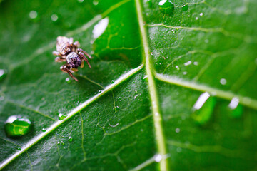 A spider on a green leaf of a plant with water droplets under a microscope. Macro