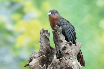 A young chestnut-breasted malkoha hunts for small insects on a rotting tree trunk. This beautifully colored bird has the scientific name Phaenicophaeus curvirostris.