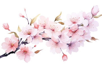 PNG Cherry Blossom flower.