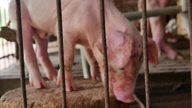 Little pigs in the pen, Many piglets in the cage, close-up of cute piglet, Pig farming Livestock.