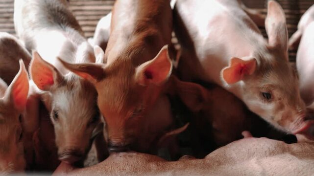 Suckling piglets suckling a sow farm, Small piglet drinking milk from breast pig in the farm