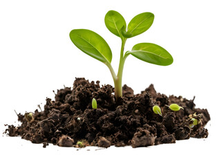 plant  growing from soil isolated on white background. generated by AI