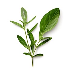 sage-herb-twig-isolated-on-white-or-transparent-png