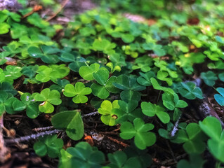 Macro  - Forest - Europe, Romania, Suceava region