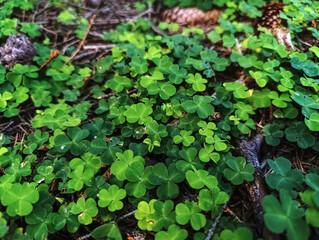 Macro  - Forest - Europe, Romania, Suceava region