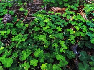 Macro  - Forest - Europe, Romania, Suceava region