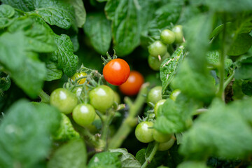Tomato micro dwarf plant, Venus variety, grown indoors. Green plant with tomatoes growing in the...