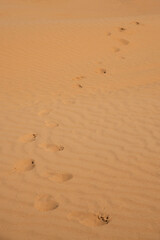 Human footprints in the dunes of the desert