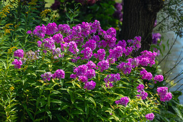 Obraz premium Selective focus of purple flowers Garden phlox with green leaves in the garden, Phlox paniculata is a species of flowering plant in the family Polemoniaceae, Nature floral background.