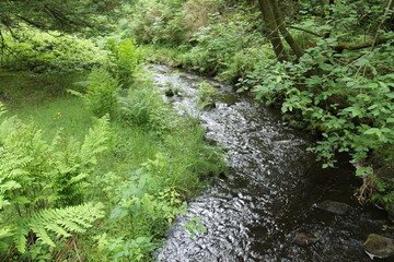 Obraz premium A Small Country Stream in a Woodland Forest Setting.