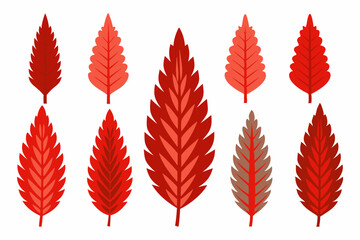 Set of 9pes different type of Western Red Cedar leaf art vector illustration