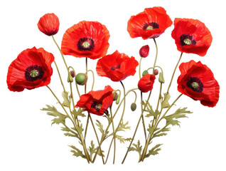 PNG Flower poppy plant red.