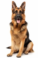 A large brown and black dog is sitting on a white background. The dog has a black nose and a black tongue sticking out