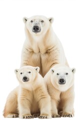 Fototapeta premium Three polar bears are standing on top of each other. The bears are all white and have black noses. The scene is peaceful and serene, with the bears looking at the camera