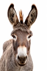 Fototapeta premium A donkey with a brown and white face is staring at the camera. The donkey's ears are pointed forward, and it has a white nose. The image has a calm and peaceful mood
