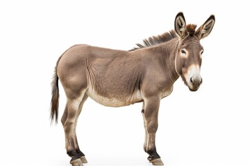 Obraz premium A donkey stands in front of a white background. The donkey is looking at the camera. The image has a calm and peaceful mood