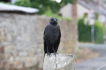 Jackdaw sitting on a wooden fence