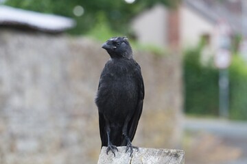 Jackdaw sitting on a wooden fence in Wales