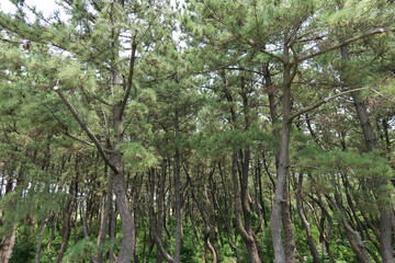 平塚海岸しおさいの森の木々
