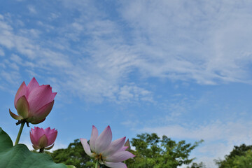 大船フラワーセンターの蓮の花と青空

