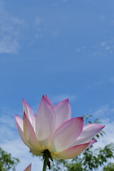 大船フラワーセンターの蓮の花と青空
