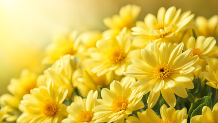 Fototapeta premium A bunch of yellow flowers with a bright sun shining on them